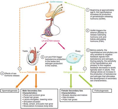 Human Chorionic Human Chorionic